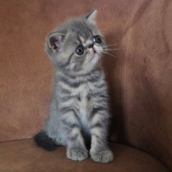 chaton Exotic Shorthair blue spotted tabby Voltaire Chatterie Katzarolli chaton Exotic Shorthair blue spotted tabby Voltaire Chatterie Katzarolli