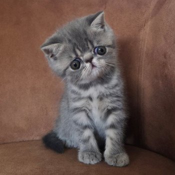 chaton Exotic Shorthair blue spotted tabby Voltaire Chatterie Katzarolli chaton Exotic Shorthair blue spotted tabby Voltaire Chatterie Katzarolli