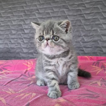 chaton Exotic Shorthair blue spotted tabby Voltaire Chatterie Katzarolli chaton Exotic Shorthair blue spotted tabby Voltaire Chatterie Katzarolli