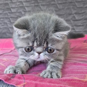 chaton Exotic Shorthair blue spotted tabby Voltaire Chatterie Katzarolli chaton Exotic Shorthair blue spotted tabby Voltaire Chatterie Katzarolli