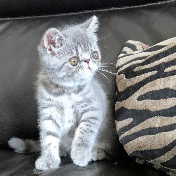 chaton Exotic Shorthair blue spotted tabby Voltaire Chatterie Katzarolli chaton Exotic Shorthair blue spotted tabby Voltaire Chatterie Katzarolli