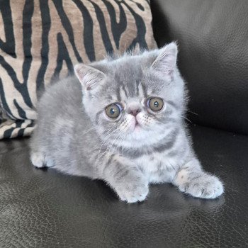 chaton Exotic Shorthair blue spotted tabby Voltaire Chatterie Katzarolli chaton Exotic Shorthair blue spotted tabby Voltaire Chatterie Katzarolli