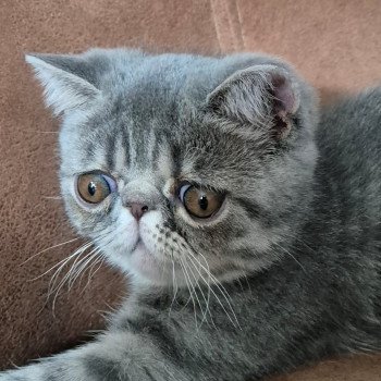chaton Exotic Shorthair blue spotted tabby Voltaire Chatterie Katzarolli chaton Exotic Shorthair blue spotted tabby Voltaire Chatterie Katzarolli