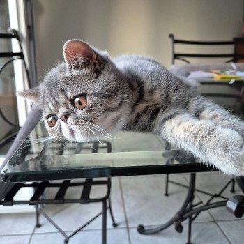 chaton Exotic Shorthair blue spotted tabby Voltaire Chatterie Katzarolli chaton Exotic Shorthair blue spotted tabby Voltaire Chatterie Katzarolli