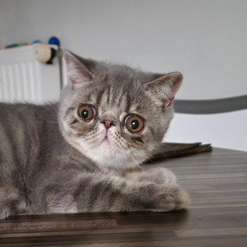 chaton Exotic Shorthair blue spotted tabby Voltaire Chatterie Katzarolli chaton Exotic Shorthair blue spotted tabby Voltaire Chatterie Katzarolli