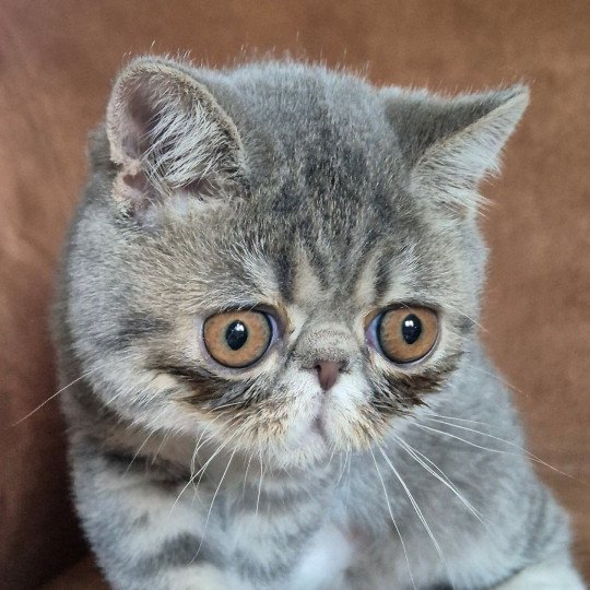 Vyckie Femelle Exotic Shorthair