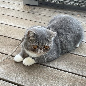 chaton Exotic Shorthair blue spotted tabby bicolor Vyckie Chatterie Katzarolli chaton Exotic Shorthair blue spotted tabby bicolor Vyckie Chatterie Katzarolli