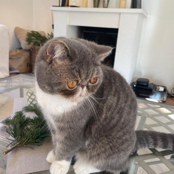 chaton Exotic Shorthair blue spotted tabby bicolor Vyckie Chatterie Katzarolli