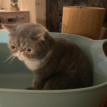 chaton Exotic Shorthair blue spotted tabby bicolor Vyckie Chatterie Katzarolli