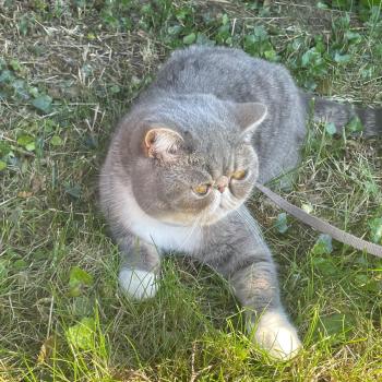 chaton Exotic Shorthair blue spotted tabby bicolor Vyckie Chatterie Katzarolli