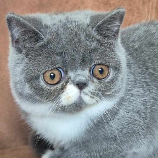 Wynie Femelle Exotic Shorthair