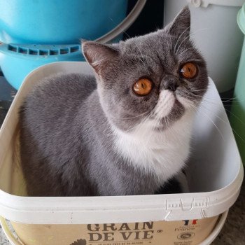chaton Exotic Shorthair blue bicolor Wynie Chatterie Katzarolli chaton Exotic Shorthair blue bicolor Wynie Chatterie Katzarolli