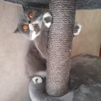 chaton Exotic Shorthair blue bicolor Wynie Chatterie Katzarolli