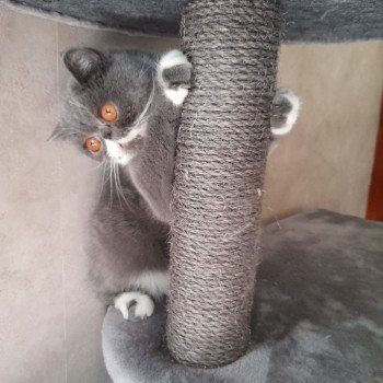 chaton Exotic Shorthair blue bicolor Wynie Chatterie Katzarolli