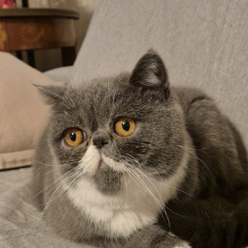 chaton Exotic Shorthair blue bicolor Wynie Chatterie Katzarolli