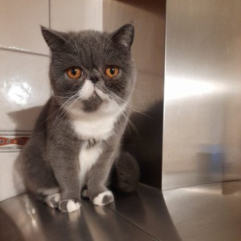 chaton Exotic Shorthair blue bicolor Wynie Chatterie Katzarolli