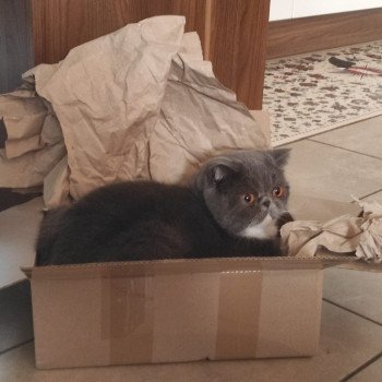 chaton Exotic Shorthair blue bicolor Wynie Chatterie Katzarolli