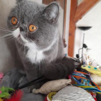 chaton Exotic Shorthair blue bicolor Wynie Chatterie Katzarolli
