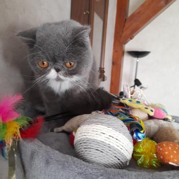 chaton Exotic Shorthair blue bicolor Wynie Chatterie Katzarolli