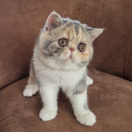 Zuma Femelle Exotic Shorthair