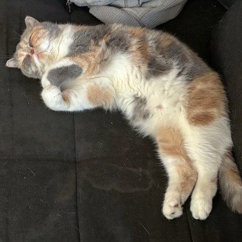 chaton Exotic Shorthair blue tortie blotched tabby & blanc Zuma Chatterie Katzarolli