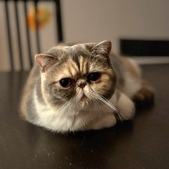 chaton Exotic Shorthair blue tortie blotched tabby & blanc Zuma Chatterie Katzarolli