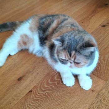 chaton Exotic Shorthair blue tortie blotched tabby & blanc Zuma Chatterie Katzarolli