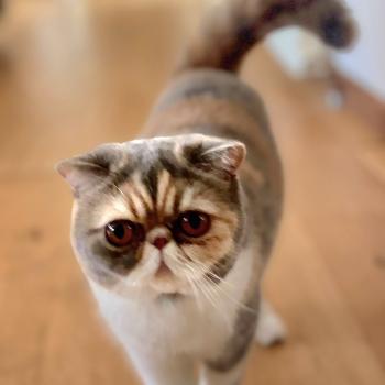chaton Exotic Shorthair blue tortie blotched tabby & blanc Zuma Chatterie Katzarolli