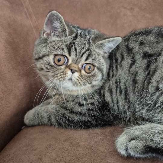 Zéphyr Mâle Exotic Shorthair