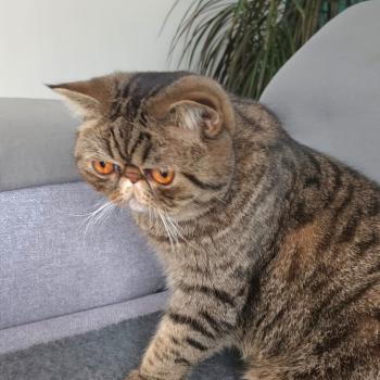 chaton Exotic Shorthair brown spotted tabby Zéphyr Chatterie Katzarolli