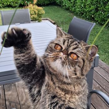 chaton Exotic Shorthair brown spotted tabby Zéphyr Chatterie Katzarolli