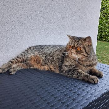 chaton Exotic Shorthair brown spotted tabby Zéphyr Chatterie Katzarolli