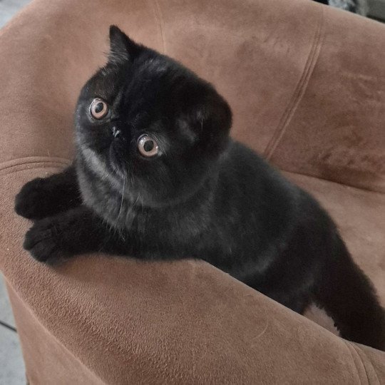 Voyou Mâle Exotic Shorthair