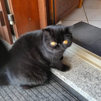 chaton Exotic Shorthair black Voyou Chatterie Katzarolli chaton Exotic Shorthair black Voyou Chatterie Katzarolli