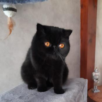 chaton Exotic Shorthair black Voyou Chatterie Katzarolli