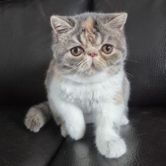 Willow Femelle Exotic Shorthair
