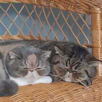 chaton Exotic Shorthair blue tortie spotted tabby bicolor Willow Chatterie Katzarolli