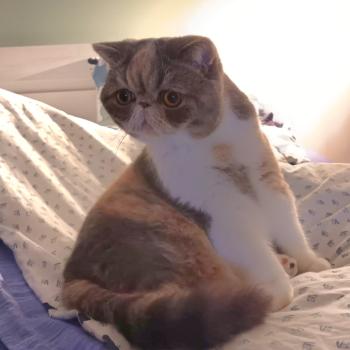 chaton Exotic Shorthair blue tortie spotted tabby bicolor Willow Chatterie Katzarolli