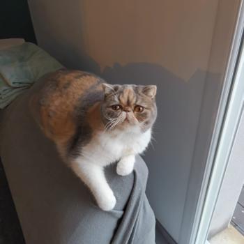 chaton Exotic Shorthair blue tortie spotted tabby bicolor Willow Chatterie Katzarolli