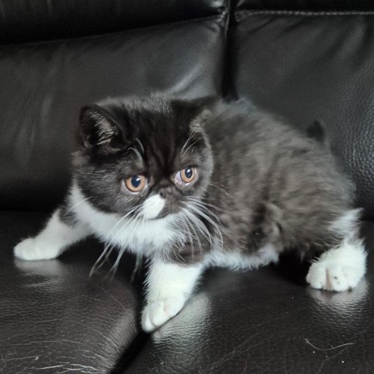 Zaack Mâle Exotic Shorthair