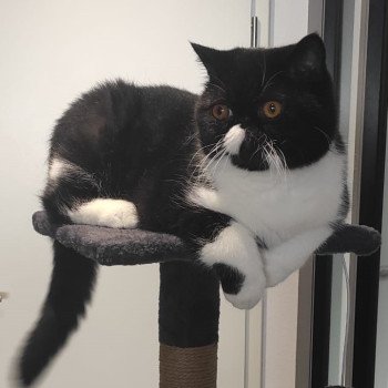 chaton Exotic Shorthair black bicolor Zaack Chatterie Katzarolli chaton Exotic Shorthair black bicolor Zaack Chatterie Katzarolli