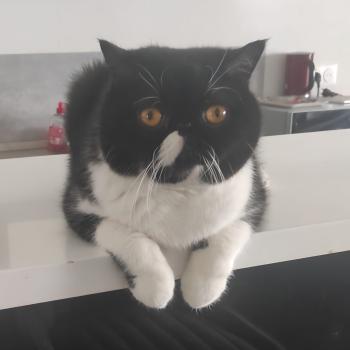 chaton Exotic Shorthair black bicolor Zaack Chatterie Katzarolli
