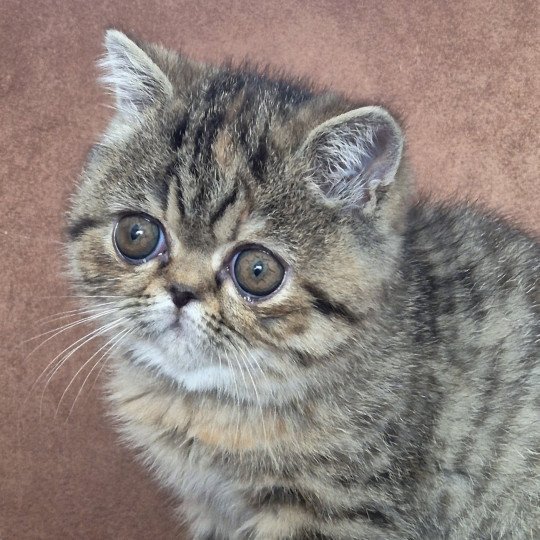 Yenn Femelle Exotic Shorthair
