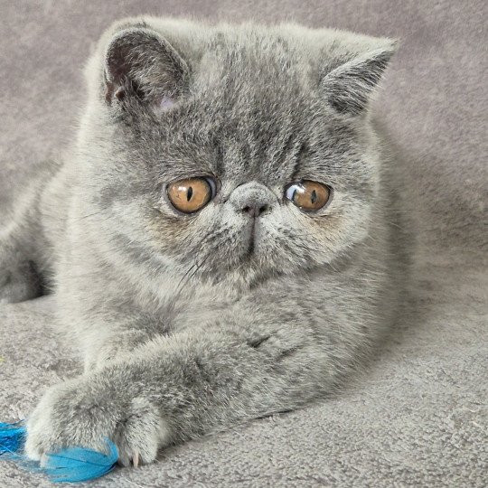 Zéna Femelle Exotic Shorthair