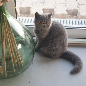 chaton Exotic Shorthair blue Zéna Chatterie Katzarolli
