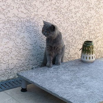 chaton Exotic Shorthair blue Zéna Chatterie Katzarolli chaton Exotic Shorthair blue Zéna Chatterie Katzarolli
