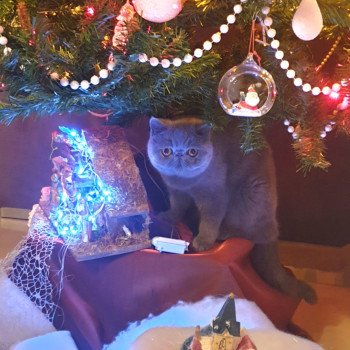 chaton Exotic Shorthair blue Zéna Chatterie Katzarolli