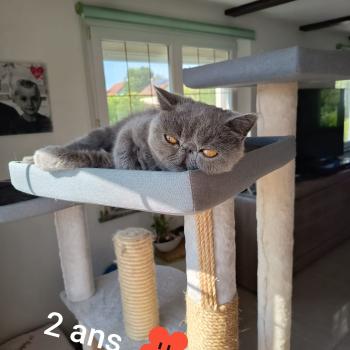 chaton Exotic Shorthair blue Zéna Chatterie Katzarolli
