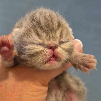 chaton Exotic Shorthair blue blotched tabby Chatterie Katzarolli