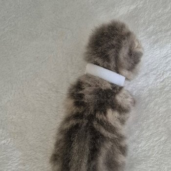 chaton Exotic Shorthair blue blotched tabby Collier blanc Chatterie Katzarolli